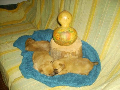 vende-se cachorrinhos mini