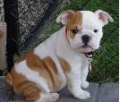 FILHOTES Bulldog