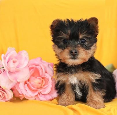 Filhotes de yorkshire machos e fêmeas disponíveis 