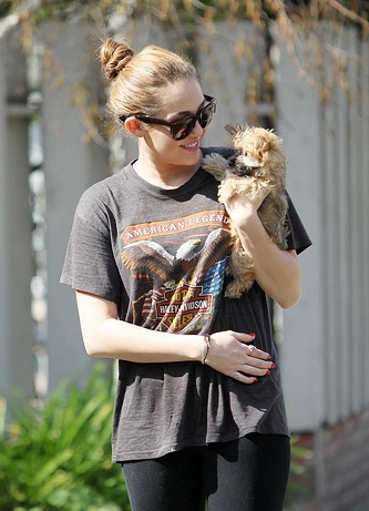 Yorkshire terrier para adopção nos Açores