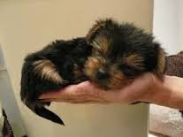 Filhotes de yorkshire terrier adorável para adoção