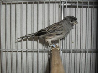 Venda de Canarios de Porte