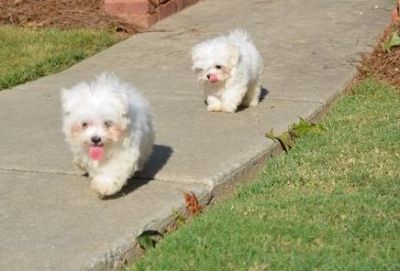 magniminous  filhotes maltês disponível para cuidar casas