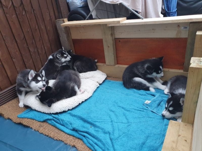 Procurando por cachorro husky siberiano