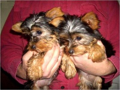 Masculino e Feminino Yorkie lindo filhotes restantes