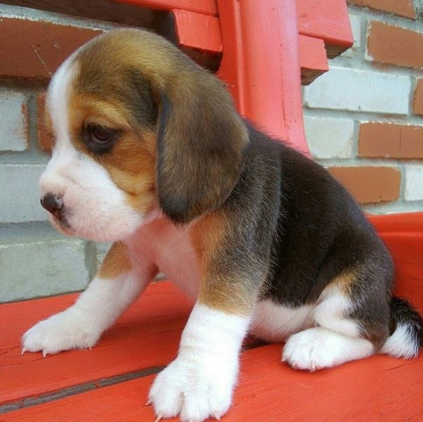 Potty Training Beagle Filhotes