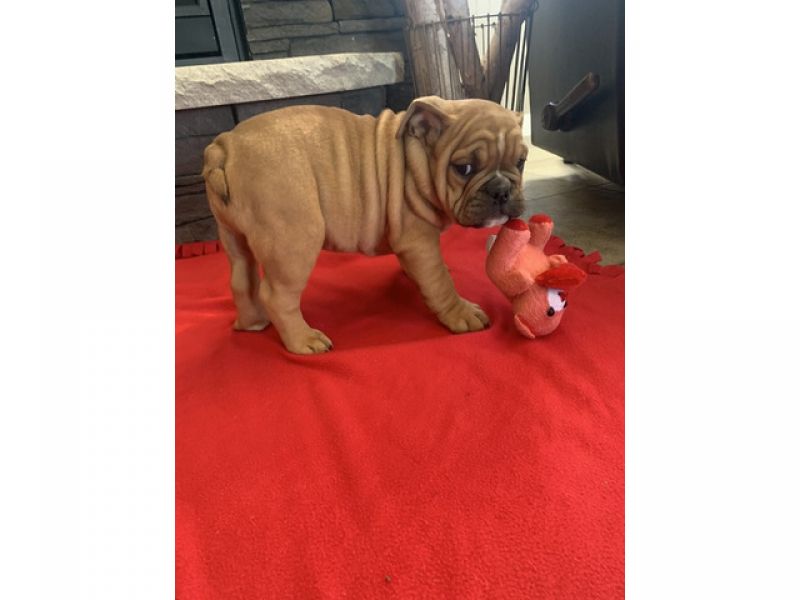 Beautiful ShRegistered English Bulldogs.