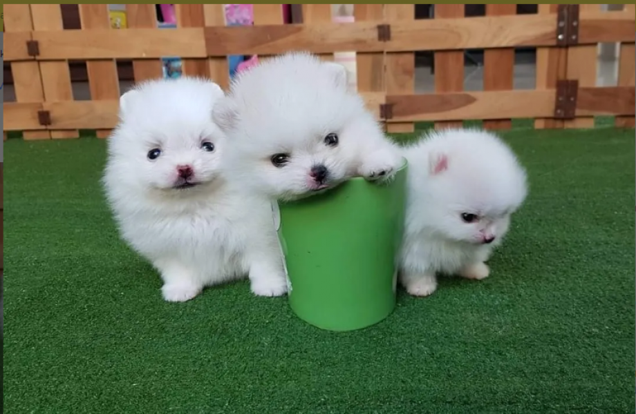 Filhotes lindos da Pomerânia