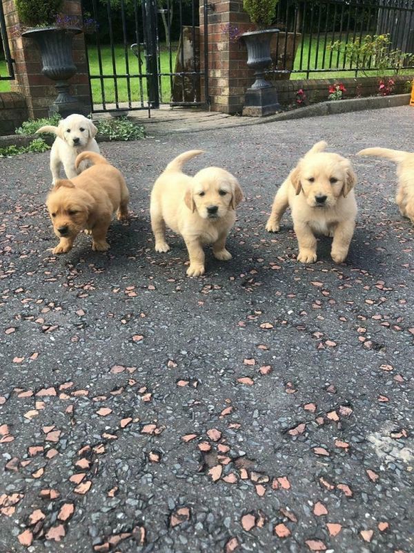 Filhotes estão prontos para uma boa vítima em casa