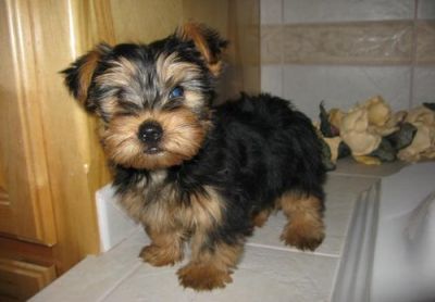 linda yorkshire filhotes para adoção