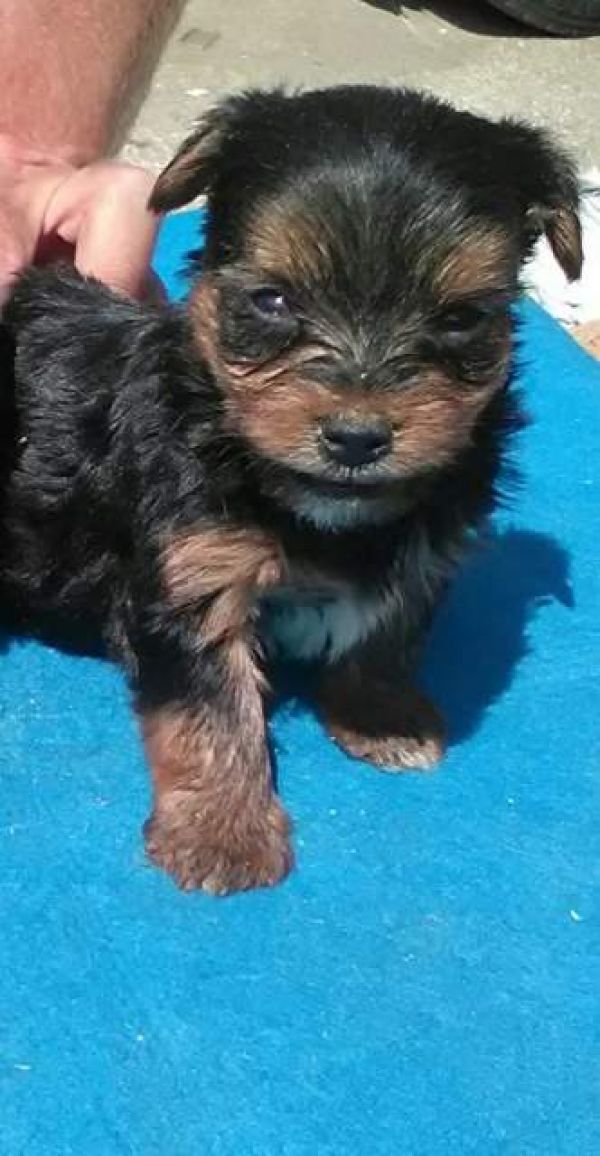 Yorkshire terrier filhotes M / F