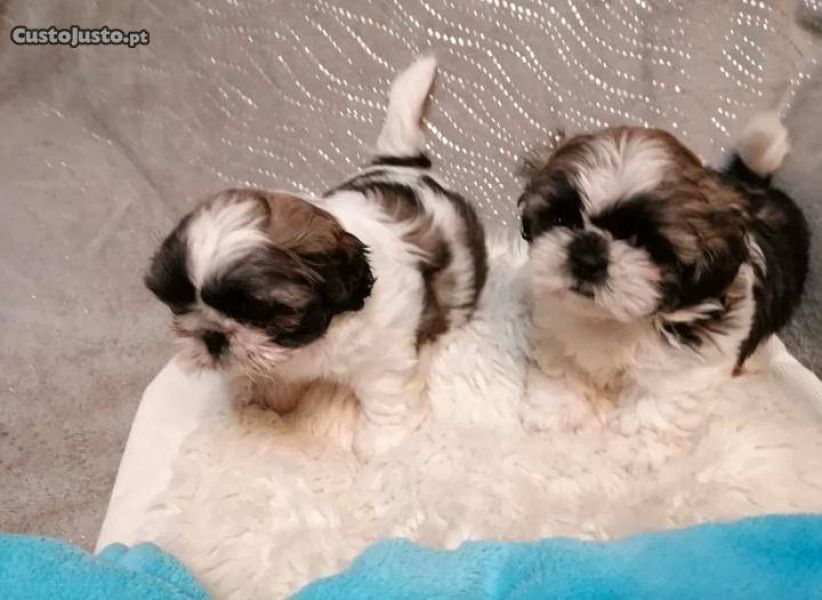Shih Tzu