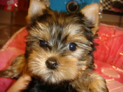 Filhotes de Yorkshire Terrier para adopção 
