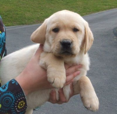 bonito e bem treinado potty do filhote de cachorro retriever labrador para adopção