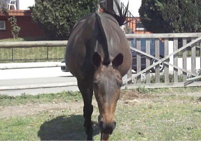 Cavalo - vendo fantástica égua de cria cheia, Sela Francês, 1.70m (linhagem de topo)
