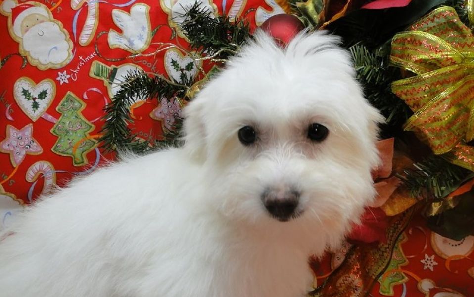 Coton De Tulear