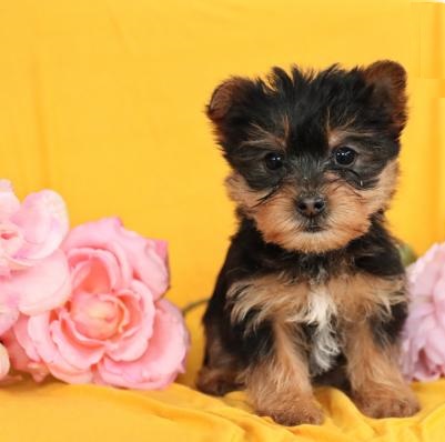 Filhotes de yorkshire machos e fêmeas disponíveis 