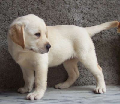 Labradores cachorros