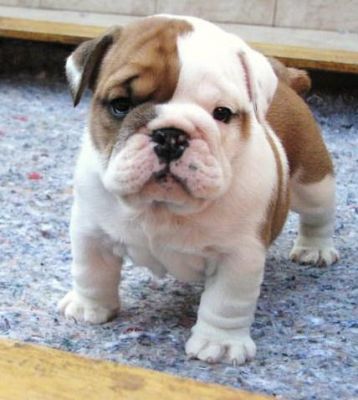 Bulldog Inglês cachorros para adoção