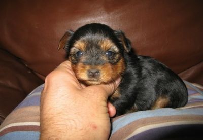 Teacup Yorkshire Terrier cachorros um e uma menina para venda