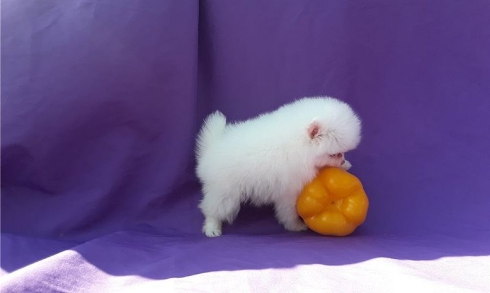 Cachorrinhos da Pomerânia branca em xícara de chá