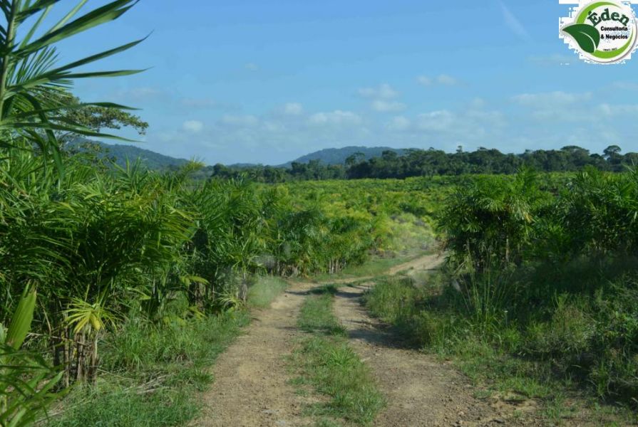 Fazenda pecuária e pupunha com casa de alto padrão, Vale do Ribeira, São Paulo.