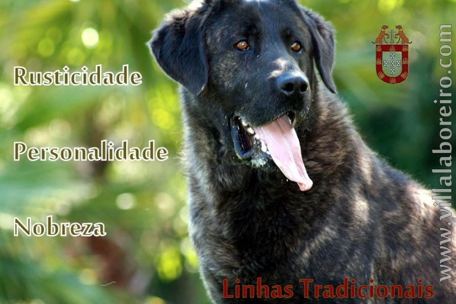 Cachorros Castro Laboreiro - LINHAS TRADICIONAIS