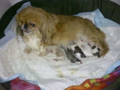 Cães de raça Pequinês/Pequinois