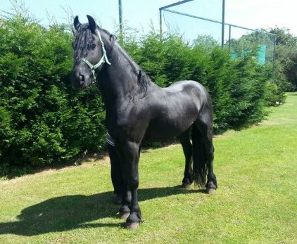 15.3hh Friesian passeio e dirija Stallion 