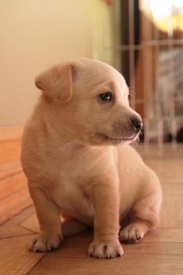   filhotes de cachorro cute chihuahua para adotar