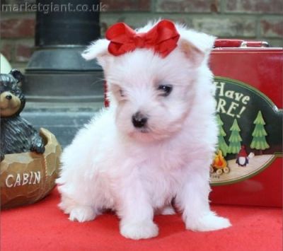 Maltês cachorros para o Natal