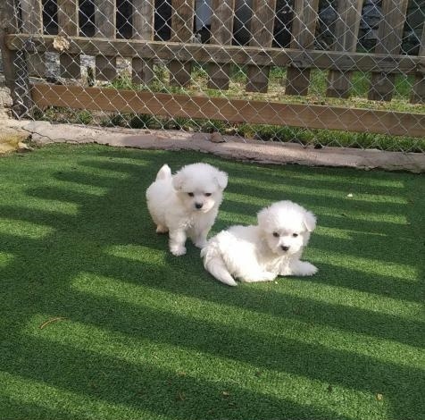 Presente para filhotes de cachorro maltês Mini Toy para adoção gratuita,