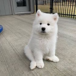 Filhotes de Samoieda