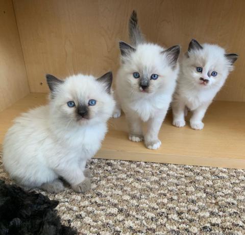 Lindo gatinho Ragdoll