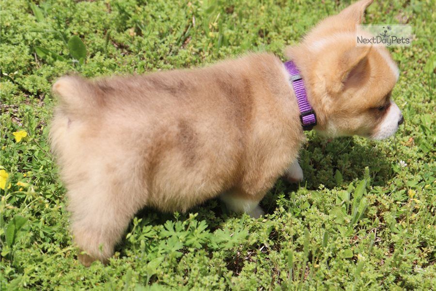 Filhotes de Pembroke Welsh Corgi 