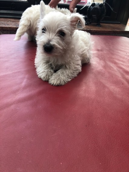 Filhotes de cachorro West Highland Terrier.