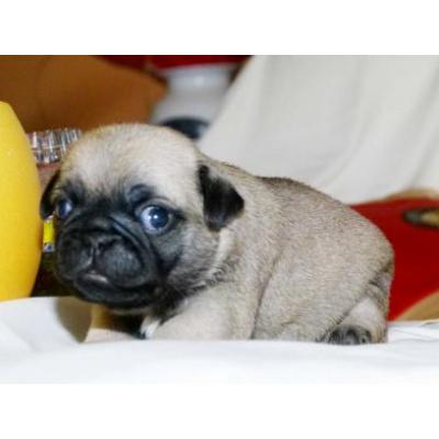 Pug filhotes para adoção (filhotes de Natal).