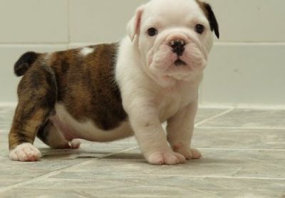 Inglês bulldog cuties adoção livre para o contato para mais informações