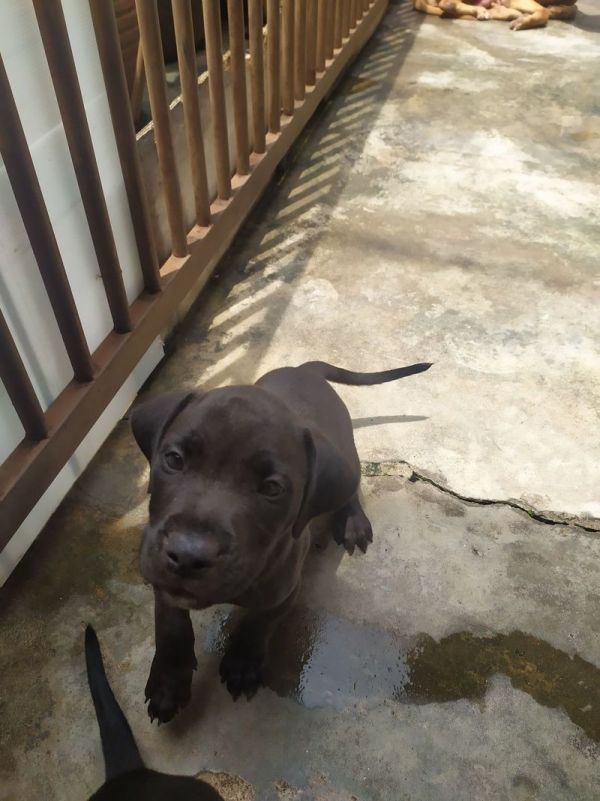 Pitbull, cachorro pitbull, macho