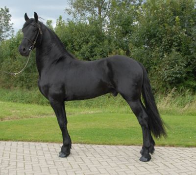 Cavalo friesian adorável disponíveis para adoção imediata
