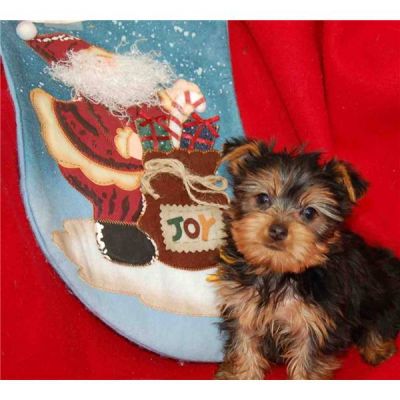 masculino e feminino yorkshire terrier pronta este x-mas