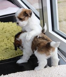 Filhotes Shih tzu lindos e felizes
