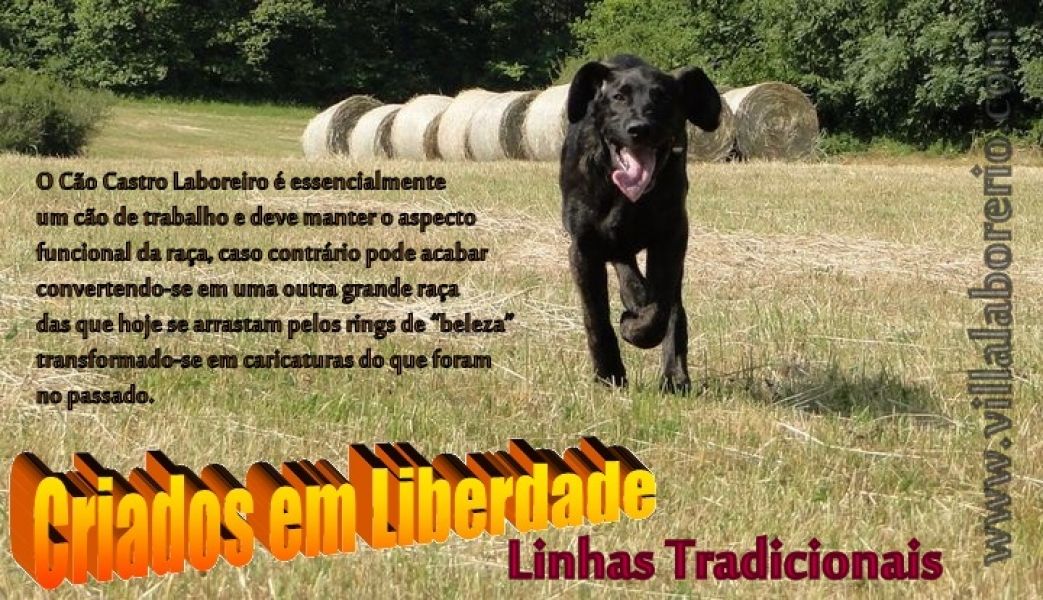 CACHORROS CASTRO LABOREIRO - Ninhadas Inspeccionadas e Certificadas pelo CPC 