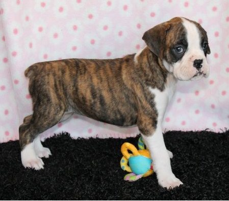 Masculino e Feminino filhotes Boxer 