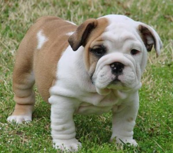 Bulldog cachorros machos e fêmeas, com pedigree Inglés para adoção
