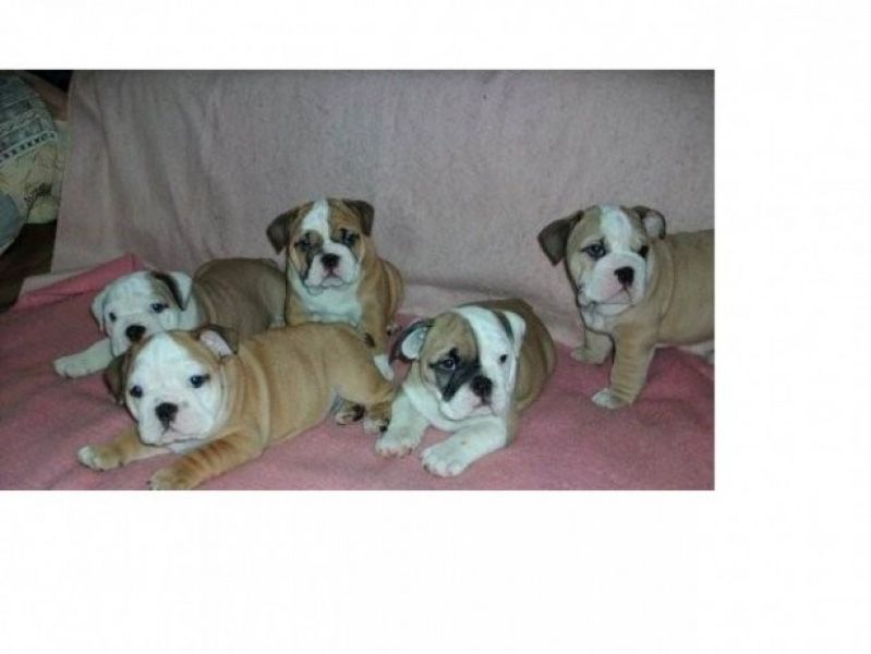  cachorros bulldog Inglês 