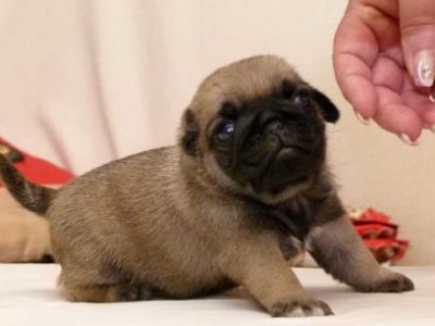 Adoráveis filhotes de pug para adopção