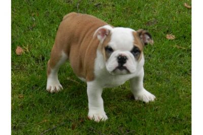 FILHOTES DE BULL DOG INGLÊS PARA ADOPÇÃO