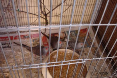 VENDE-SE 3 ROLOS DE DIAMANTE