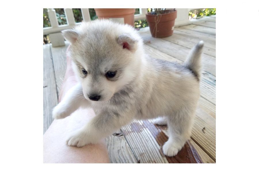 Filhotes de cachorro F1 Pomsky disponíveis 